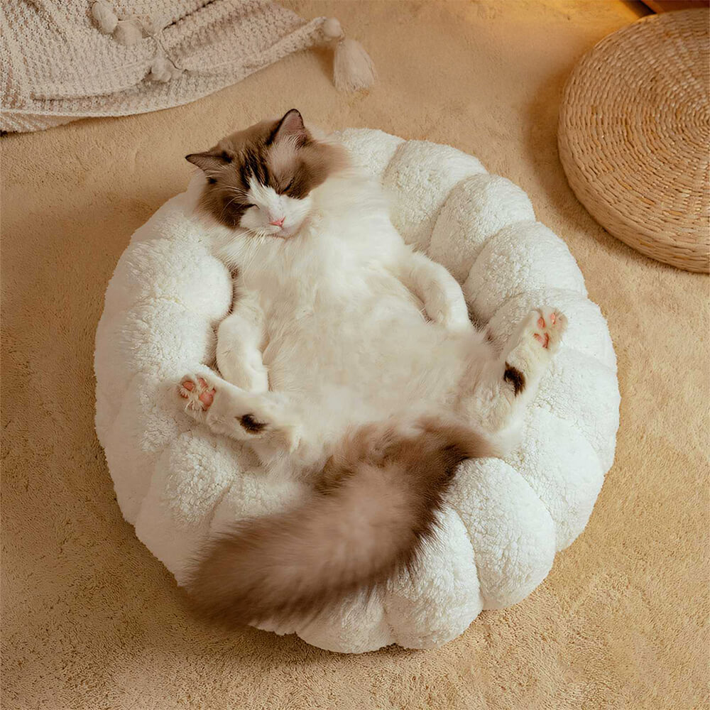 Soporte completo cálido para la piel Capil en gato semi-enfermo de la piel