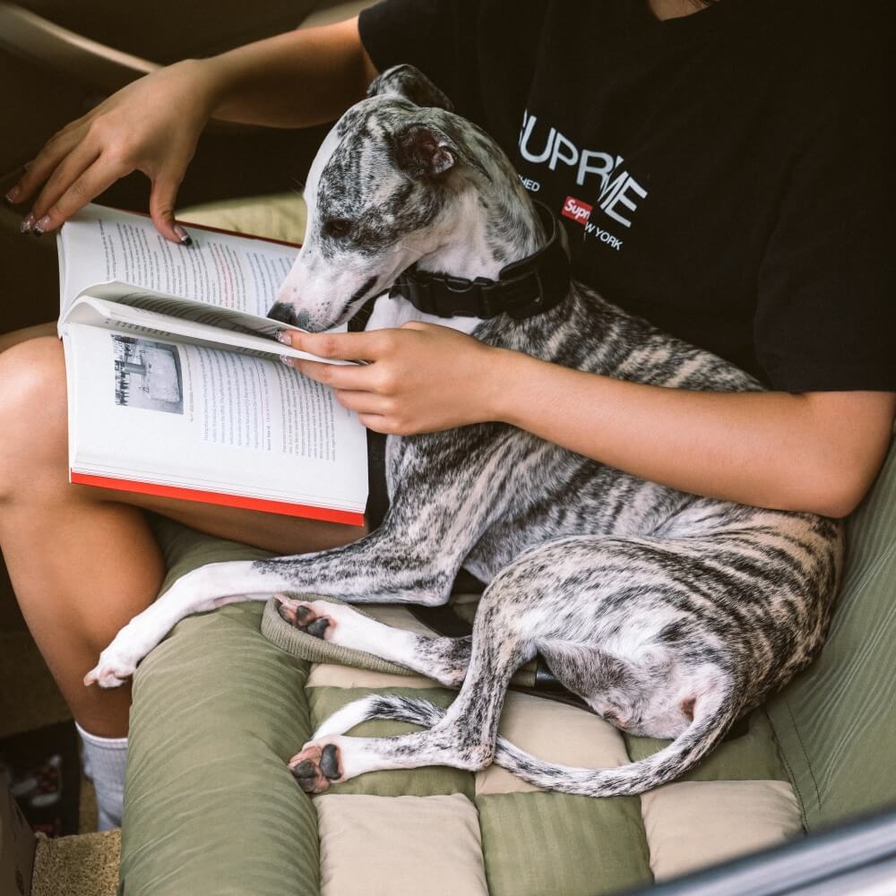 Traversin de voyage siège arrière de sécurité pour grand chien, siège de voiture, salon en échiquier