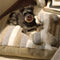 Cama de peluche de lujo de lujo cama para perros con almohada