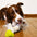 Toy de perro de tirón interactivo de cuerda de algodón duradera