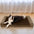 Cama ortopédica para cães com suporte total de lã sintética e camurça