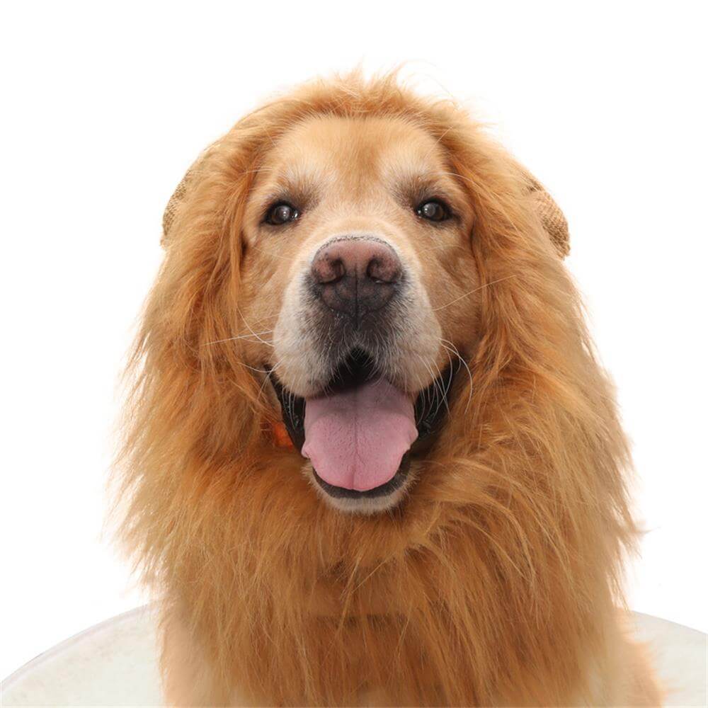 Costume de chien à crinière de lion – Parfait pour Halloween et les occasions amusantes