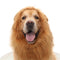 Costume de chien à crinière de lion – Parfait pour Halloween et les occasions amusantes