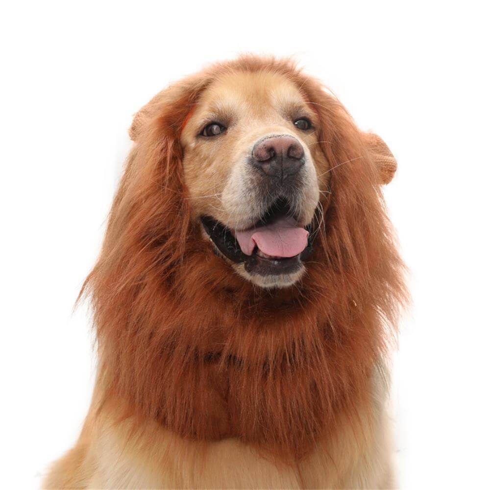 Costume de chien à crinière de lion – Parfait pour Halloween et les occasions amusantes