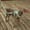 Conjunto de acessórios para caminhada Gummy Cool Dog